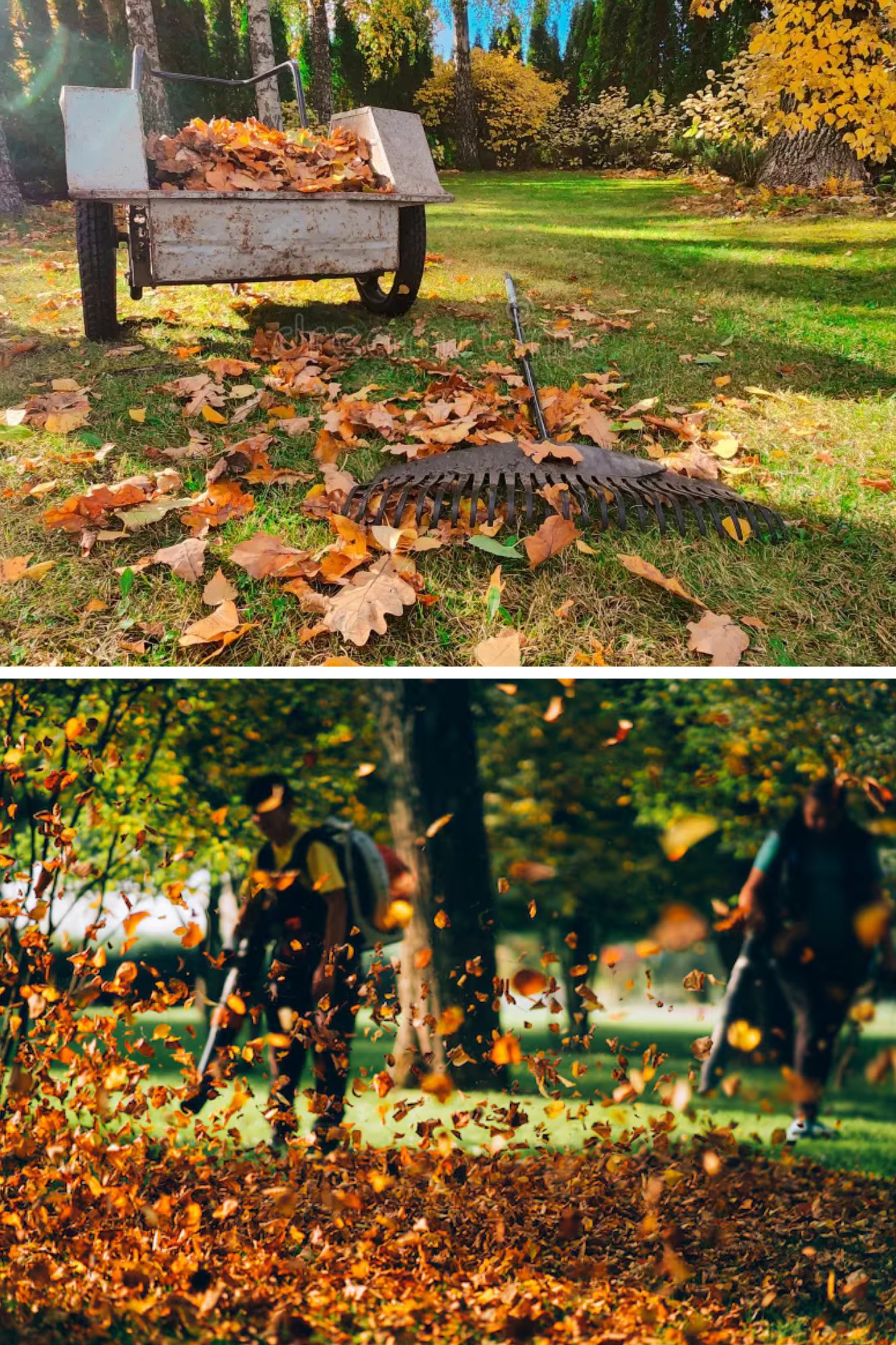 Ramassage de Feuilles professionnel à Lyon et région