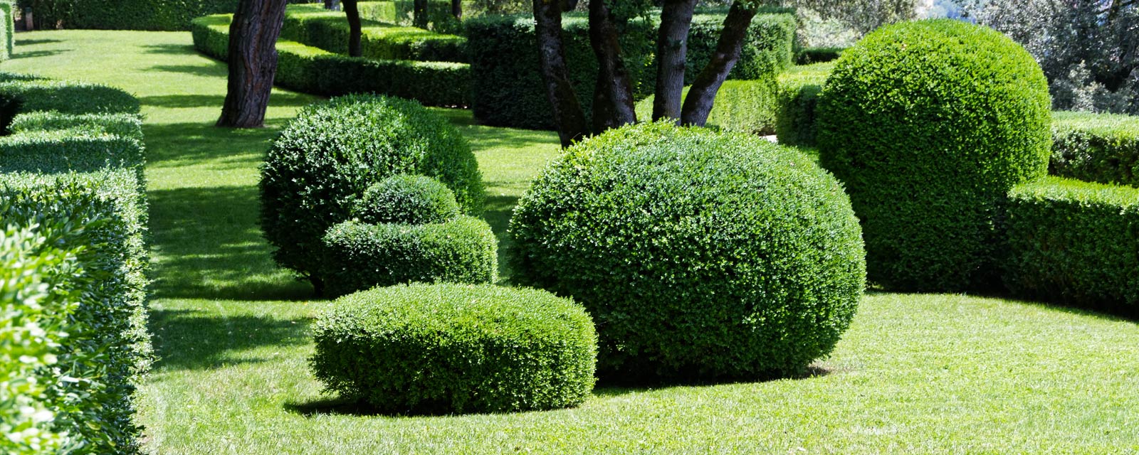 Taille de Haies professionnel à Lyon et région